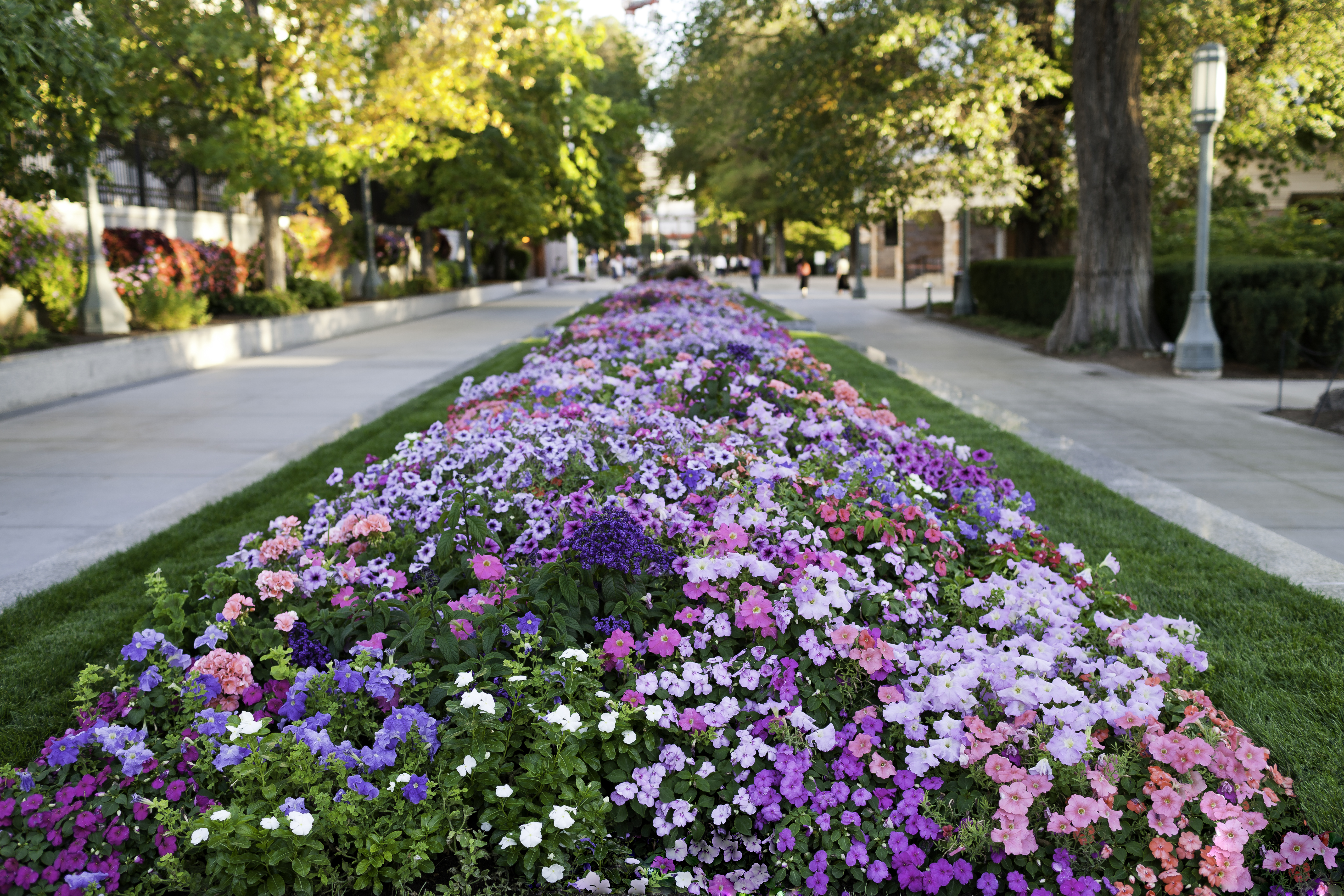 TS Flower lined walkway